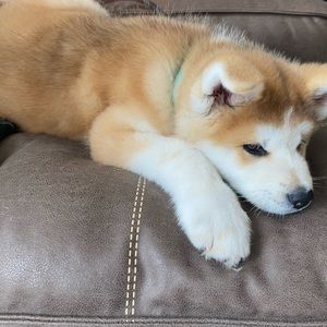 Meet your Posher, Jin